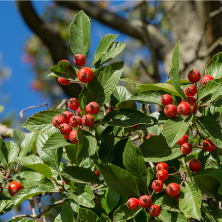 Crataegus x lavallei  Order online @ Tendercare