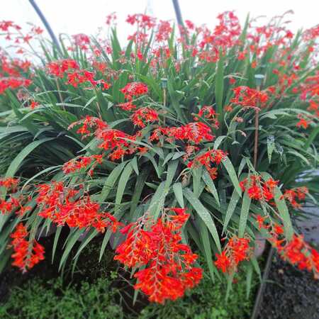 Crocosmia Red King