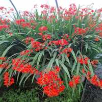 Crocosmia Red King