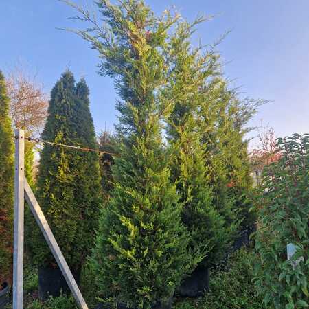 Cuprocyparis Ley. Castlewellan