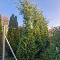 Cuprocyparis Ley. Castlewellan