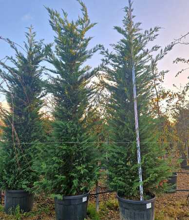 Cuprocyparis leylandii - image 2