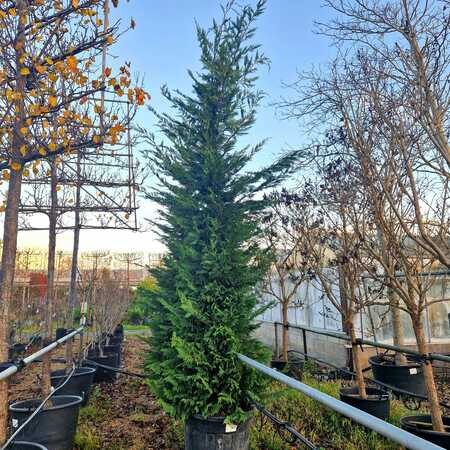 Cuprocyparis leylandii - image 1