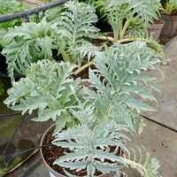Cynara cardunculus