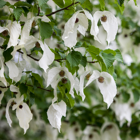 Davidia involucrata  | Order online @ Tendercare