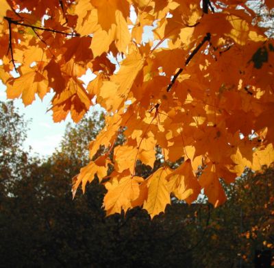 Deciduous Trees
