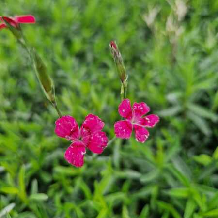 Dianthus del. Brilliant - image 1
