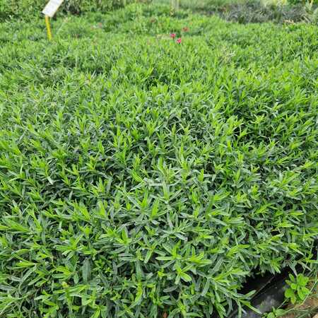 Dianthus del. Brilliant - image 2