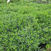 Dianthus del. Brilliant - image 2