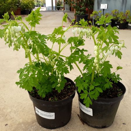 Dicentra spectabilis Alba - image 1