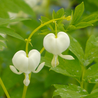 Dicentra spectabilis Alba - image 2