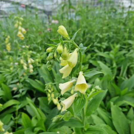 Digitalis grandiflora