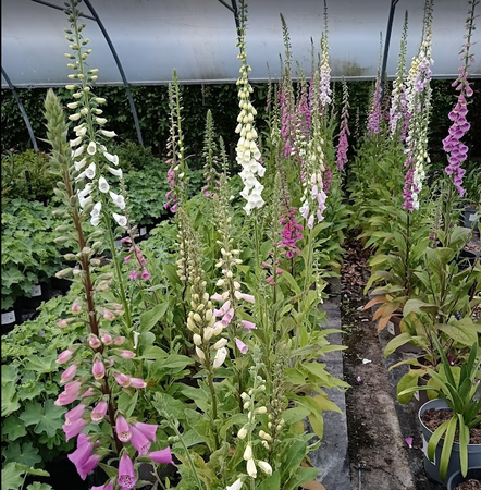 Digitalis purpurea