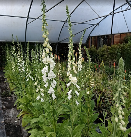 Digitalis purpurea f. albiflora