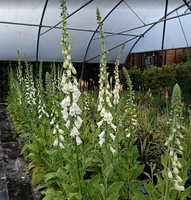 Digitalis purpurea f. albiflora
