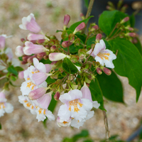 Dipelta floribunda - image 2