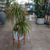 Dracaenia 'Sunray' in Lisbon Plante