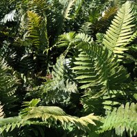 Dryopteris cycadina