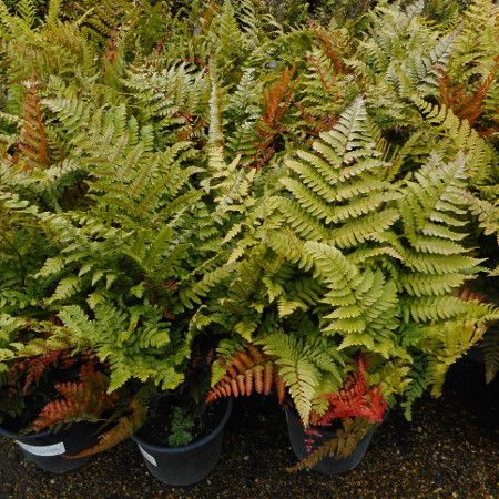 Dryopteris ery. Prolifica