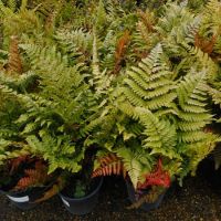 Dryopteris ery. Prolifica