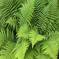 Dryopteris filix-mas Barnesii