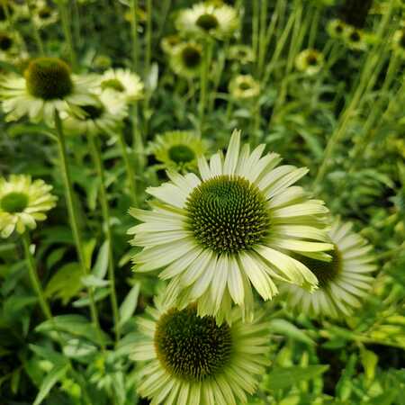 Echinacea pur. Green Jewel