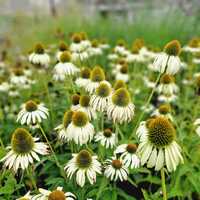 Echinacea pur. White Swan