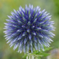 Echinops ban. Blue Glow - image 2