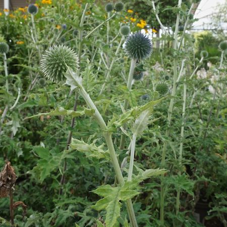 Echinops ban. Blue Glow - image 1