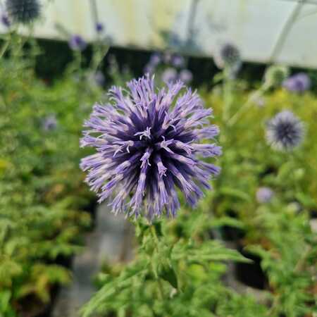 Echinops ban. Blue Glow