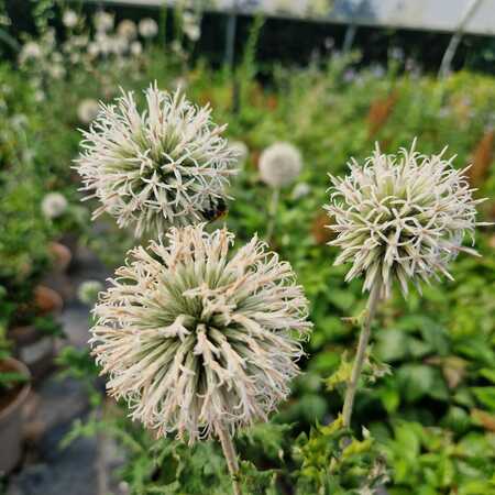 Echinops ban. Star Frost