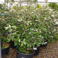 Elaeagnus x ebbingei Compacta