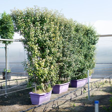Elaeagnus x ebbingei