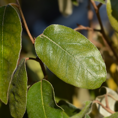 Elaeagnus x ebbingei | Order online @ Tendercare