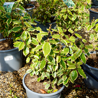 Elaeagnus x ebbingei Gilt Edge