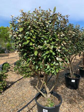 Elaeagnus x submacrophylla Compacta