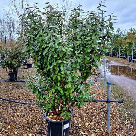 Elaeagnus x submacrophylla Compacta - image 1