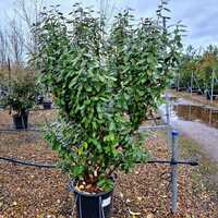 Elaeagnus x submacrophylla Compacta - image 1