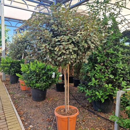 Elaeagnus x submacrophylla Compacta - image 2
