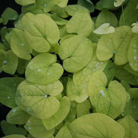 Epimedium x versicolor Sulphureum