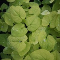 Epimedium x versicolor Sulphureum