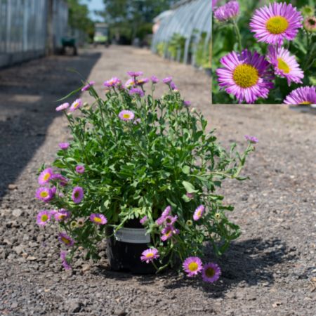 Erigeron gla. Sea Breeze