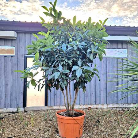 Eriobotrya japonica