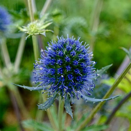 Eryngium planum - image 2