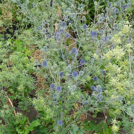 Eryngium planum - image 1