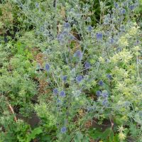 Eryngium planum - image 1