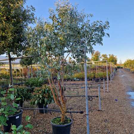 Eucalyptus gunnii
