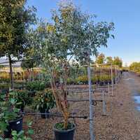Eucalyptus gunnii