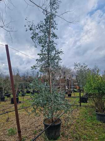 Eucalyptus gunnii Azura