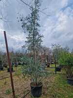 Eucalyptus gunnii Azura